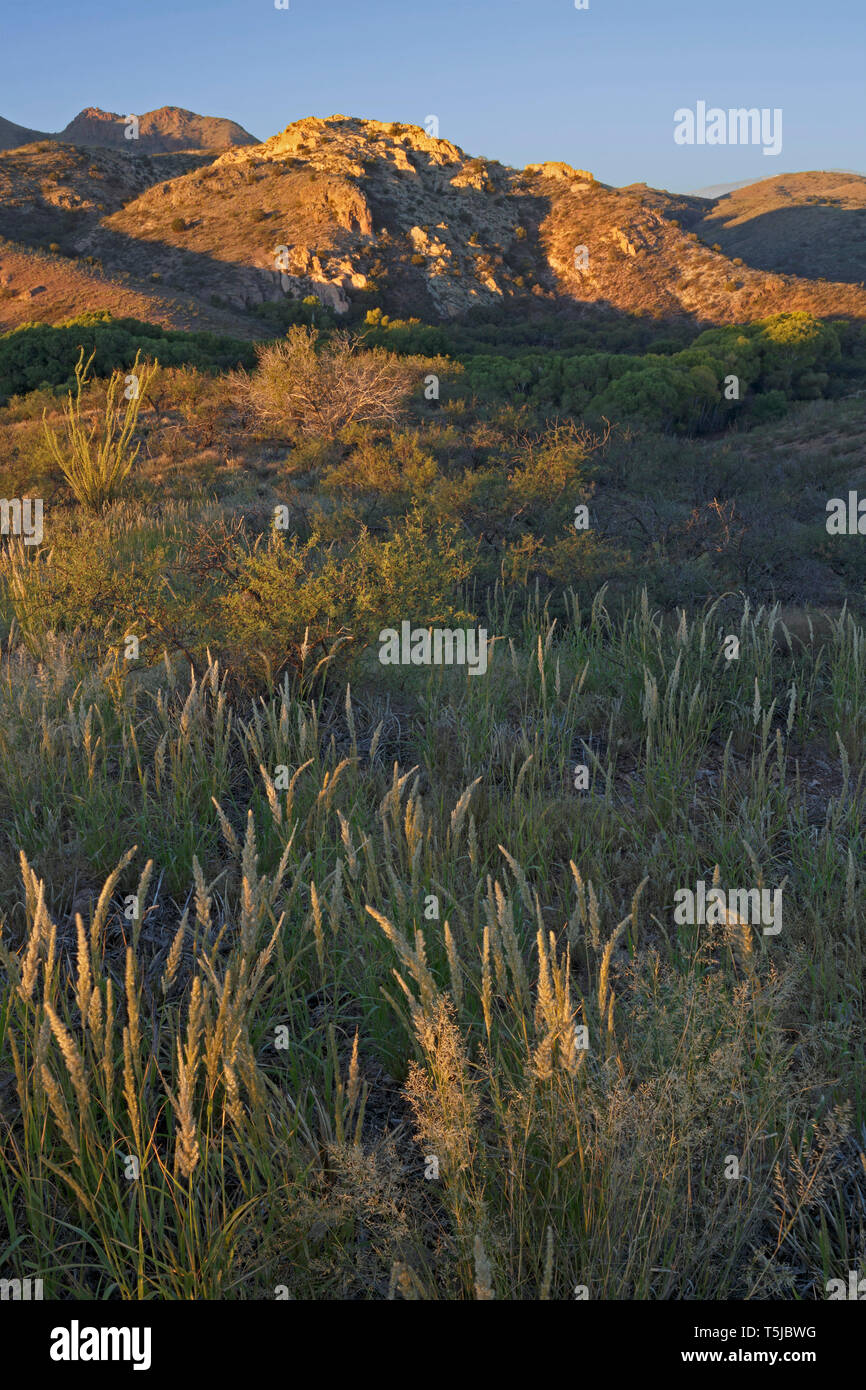 Grazing Management Allows Native Grasses To Thrive Stock Photo Alamy