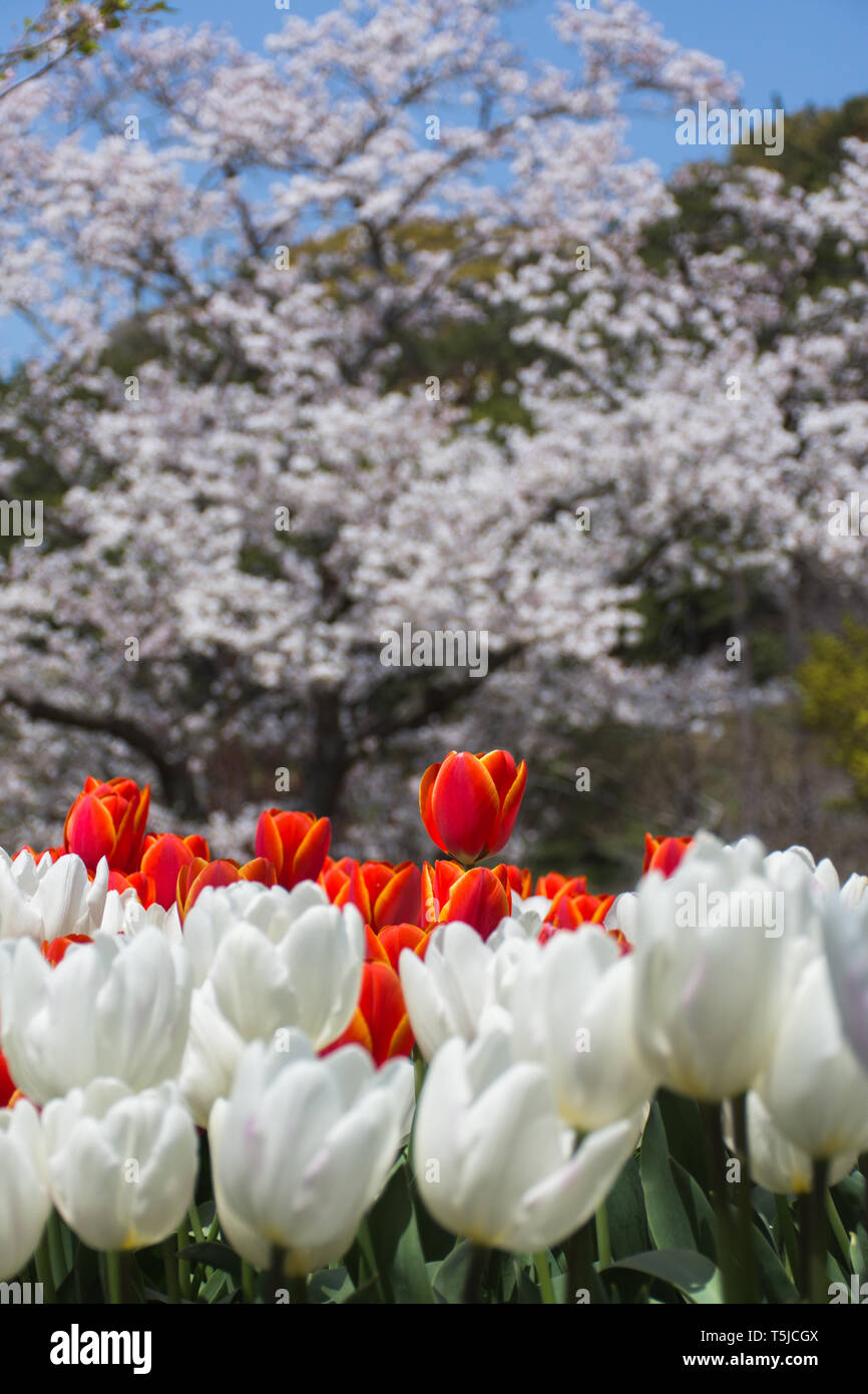 Field of tulips in front of a blossoming Sakura Stock Photo