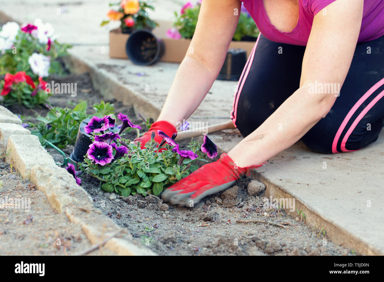 Woman hands planting flowers into soil outdoors Stock Photo