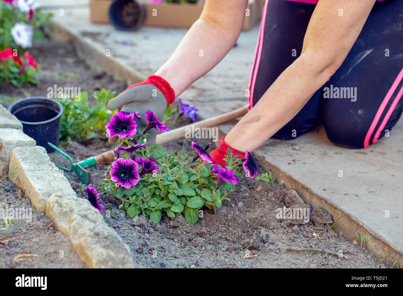 Woman hands planting flowers at spring outdoors Stock Photo