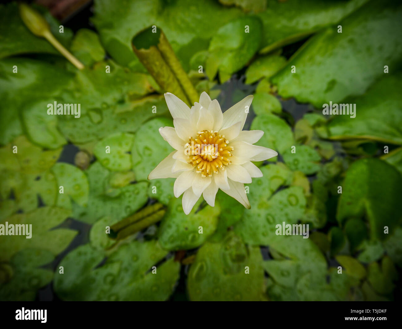 Lotus flower in pottery jar Stock Photo - Alamy