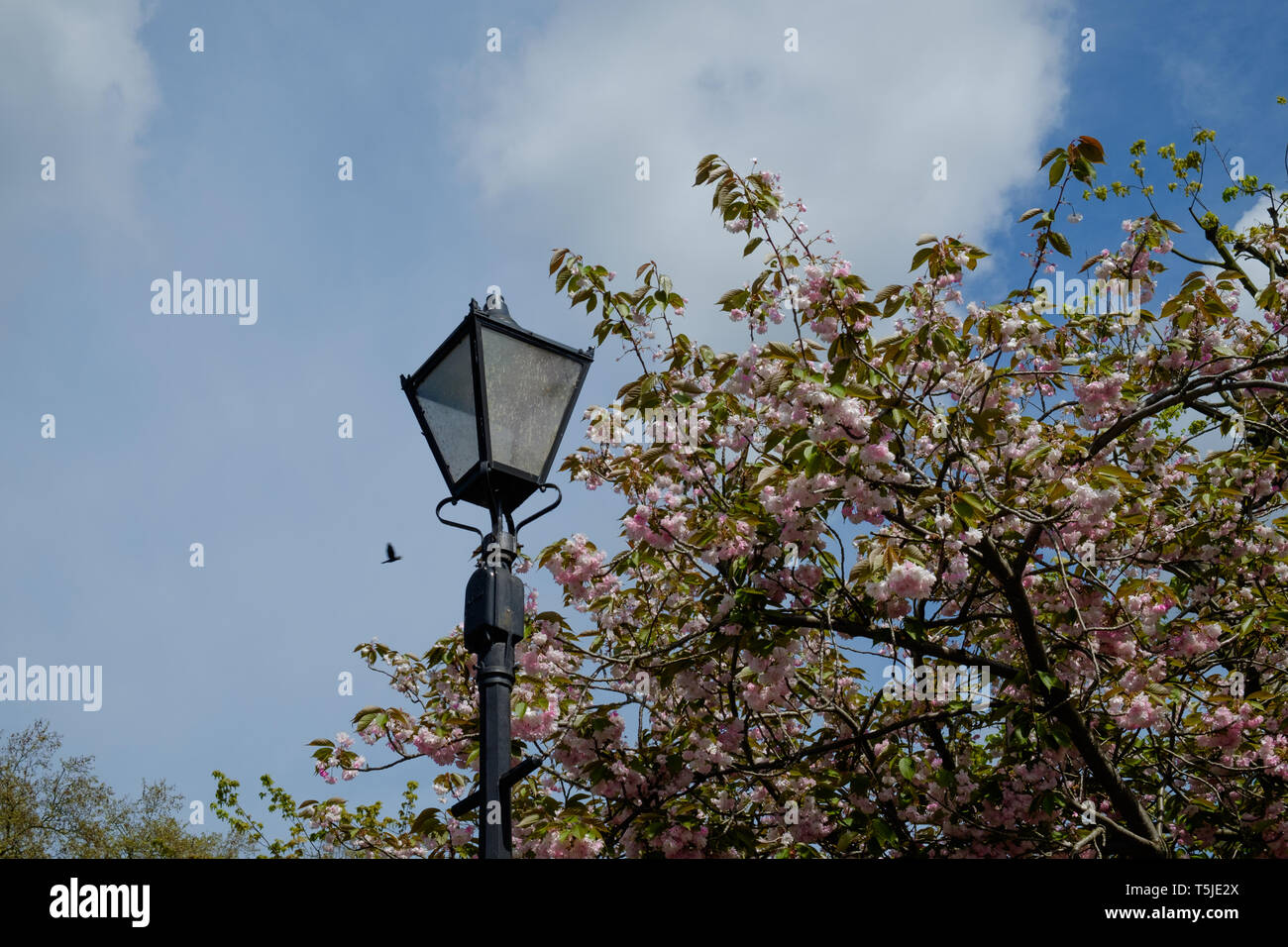 Black retro iron lamppost against blue sky with single bird flying. Tree with green leaves and pink blossoms on right. May, 2018 Stock Photo