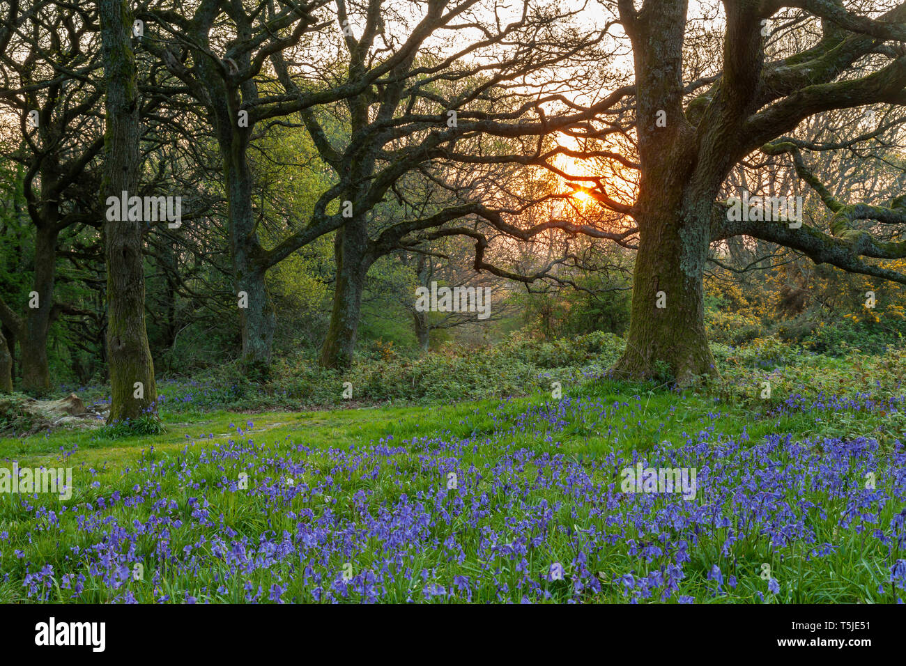 Spring sunrise in a woodland on the South Downs in West Sussex. Stock Photo