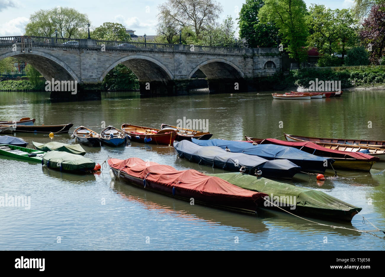 Colourful docked row boats on the River Thames at Richmond, looking at west bank, with Richmond Bridge in background. May, 2018 Stock Photo