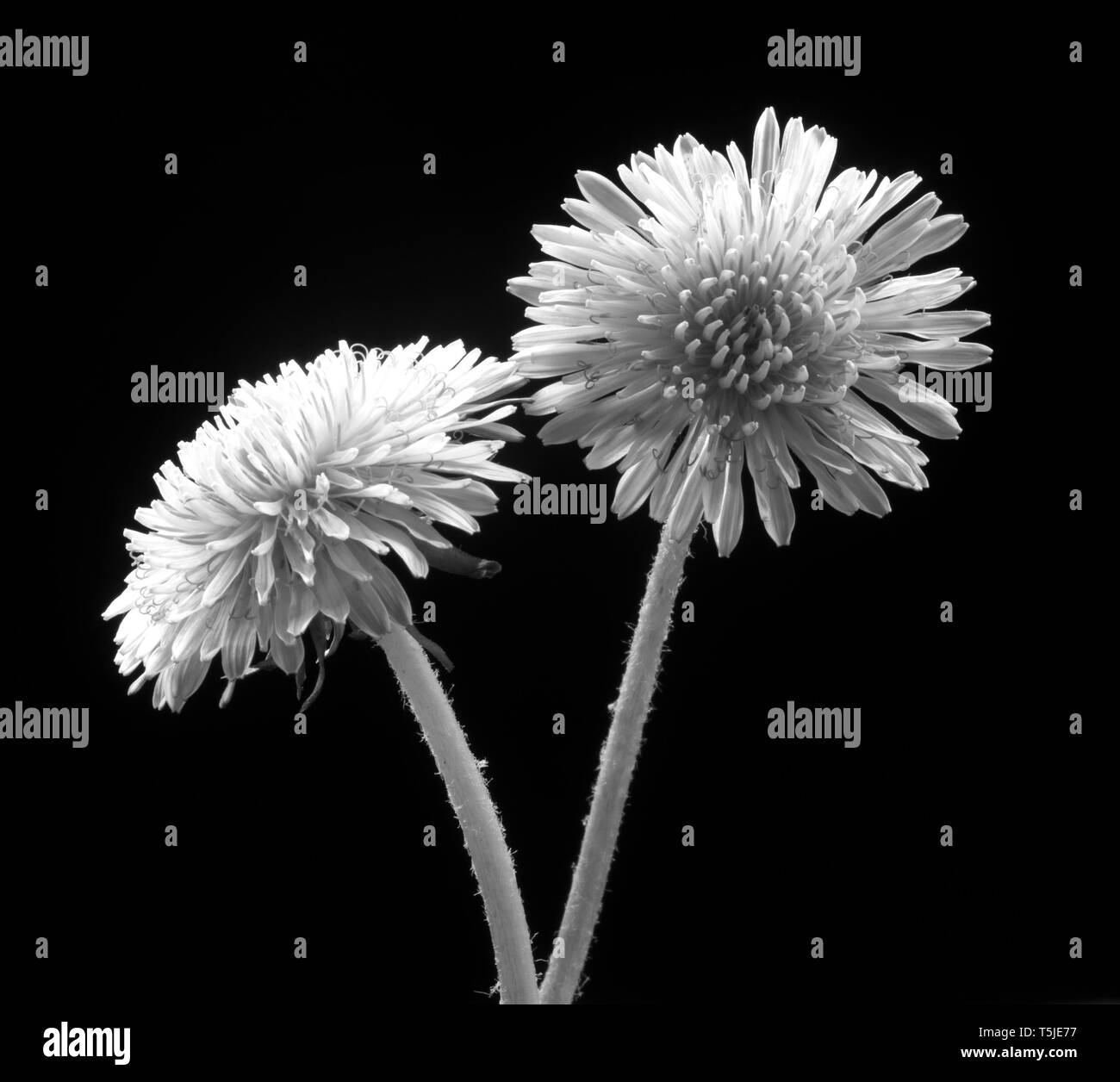 Backlight detail Black and White Stock Photos & Images - Alamy