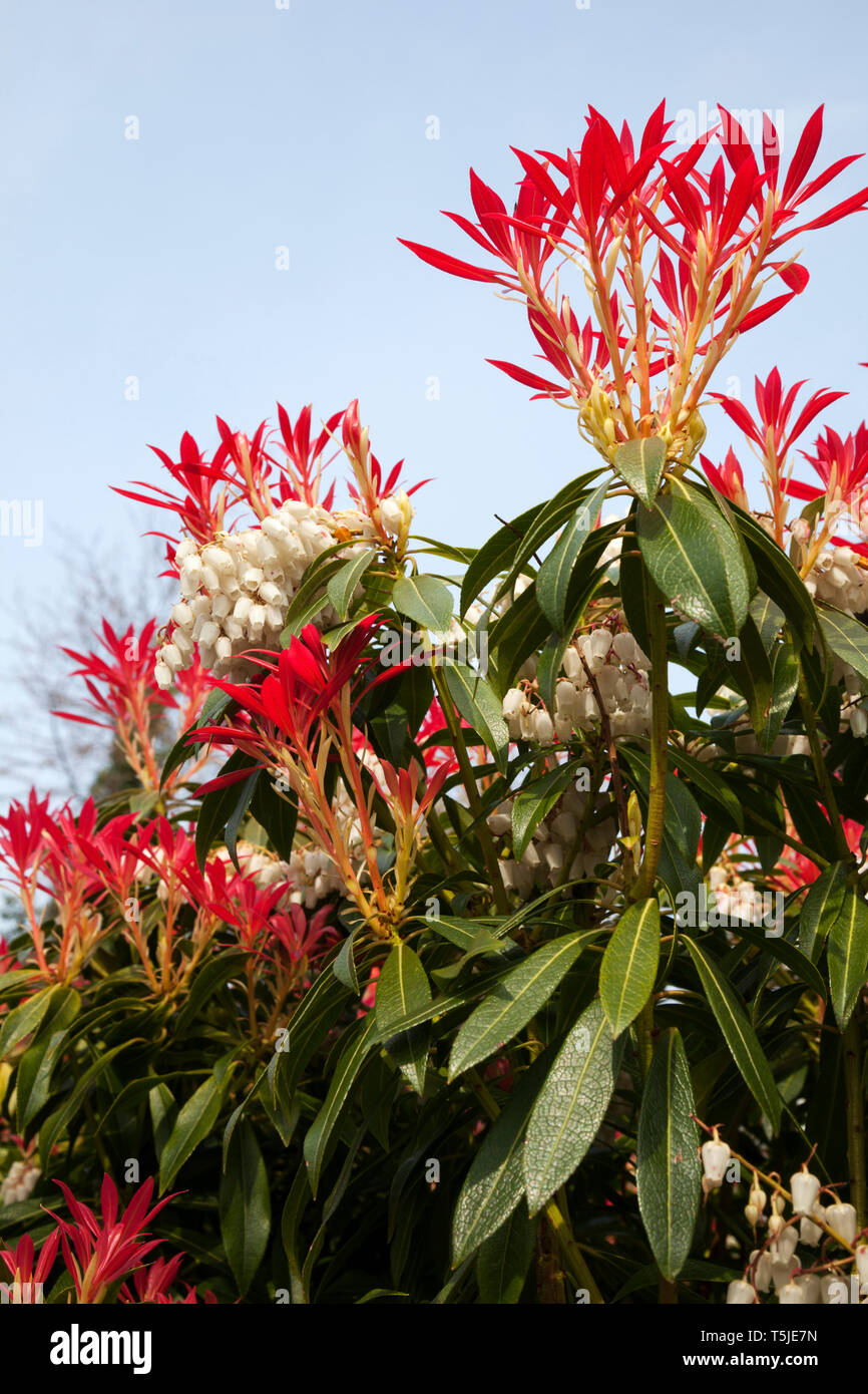 Pieris Japonica - Forest Flame. Red bracks and white bell-shaped, spring flowers. Stock Photo