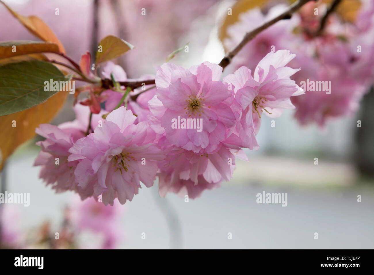 Spring flowering cherry blossom on West Argyll Street, Helensburgh, Argyll, Scotland Stock Photo