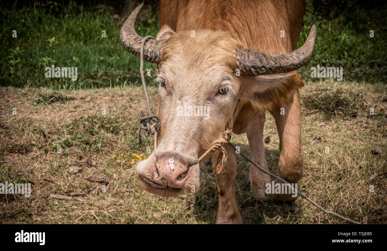 uvidenhed midnat Mursten Albino Water Buffalo High Resolution Stock Photography and Images - Alamy