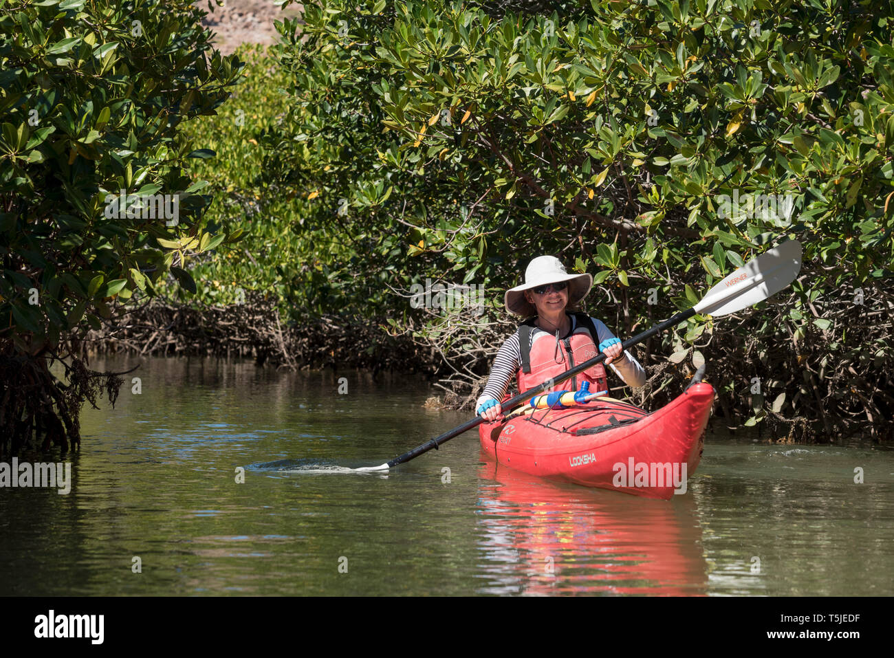Sea kayaking among mangroves, Espiritu Santo Island, Baja California Sur, Mexico. Stock Photo