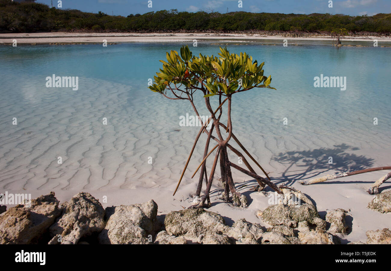 A young mangrove grows along the rocks on a sand bar just off the island of Great Exuma in the Bahamas. (Photo by Matt May/Alamy) Stock Photo