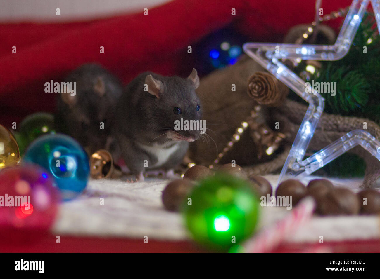 black New Year rats. Christmas tree decorations and a five-pointed Christmas tree star mouse among the holiday Stock Photo