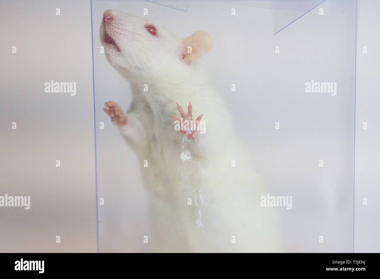 locked up concept.white mouse in a plastic box. Stock Photo