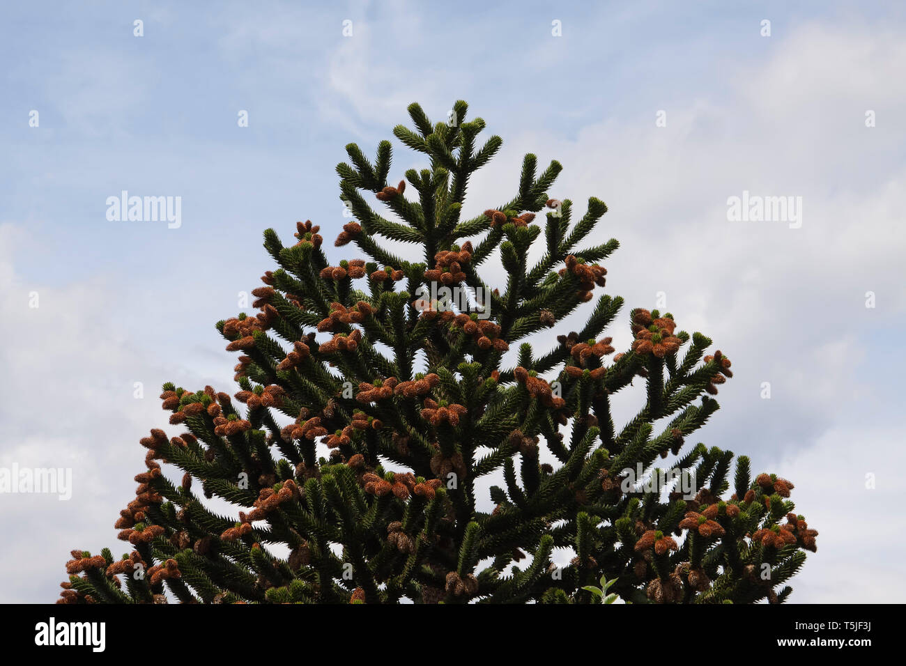 Araucaria araucana (commonly called the monkey puzzle tree, monkey tail tree, piñonero, or Chilean pine) is an evergreen tree Stock Photo