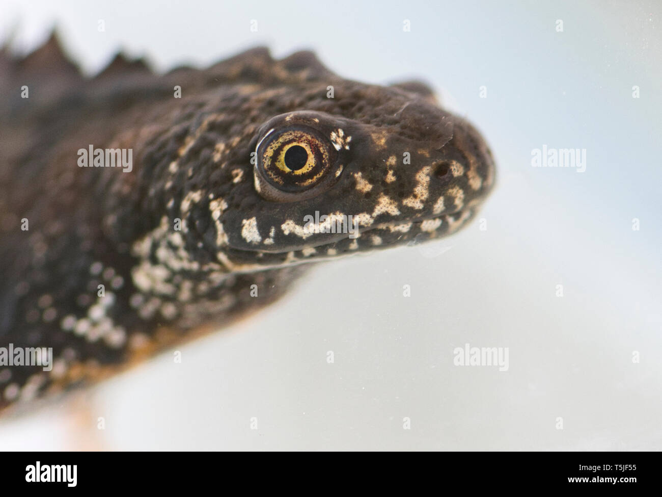 Head of a male Great crested newt (Triturus cristatus), photographed during the breeding season. Photographed in controlled conditions. Stock Photo