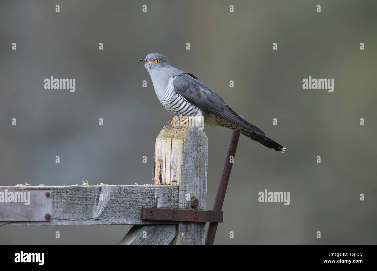 Male cuckoo (Cuculus canorus) perched on an old gate Stock Photo