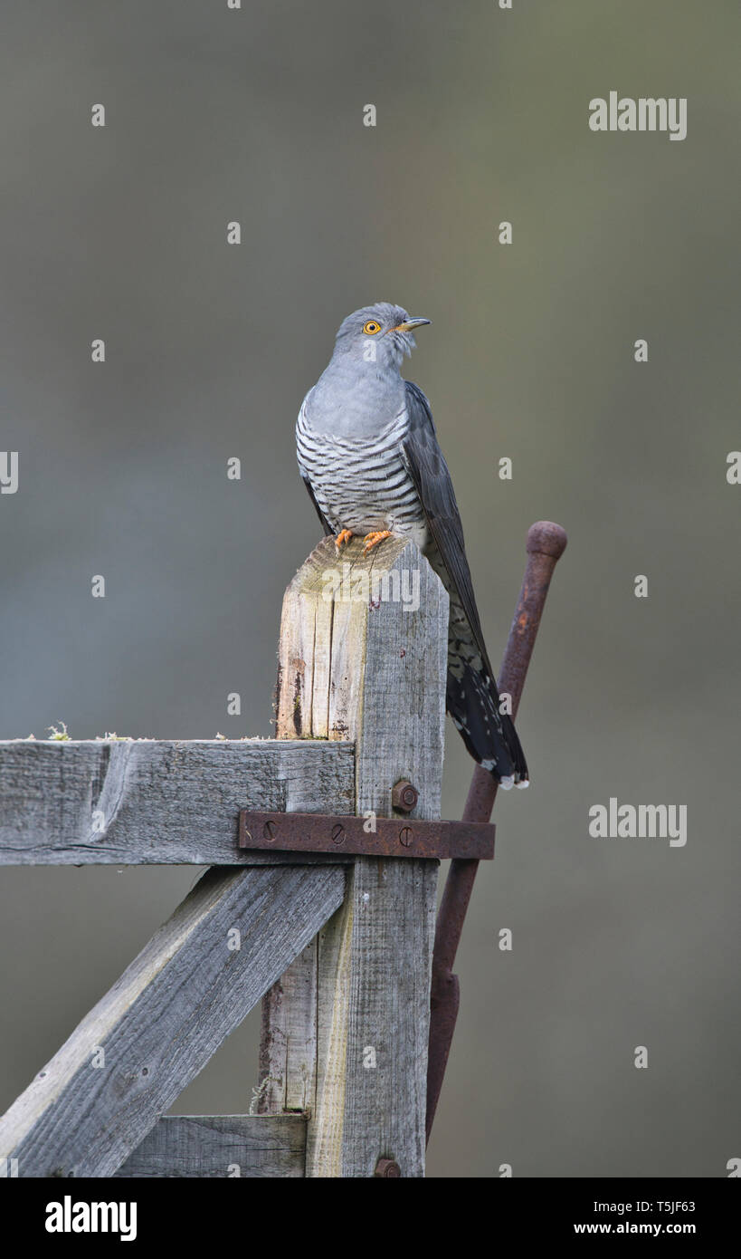 Male cuckoo (Cuculus canorus) perched on an old gate Stock Photo