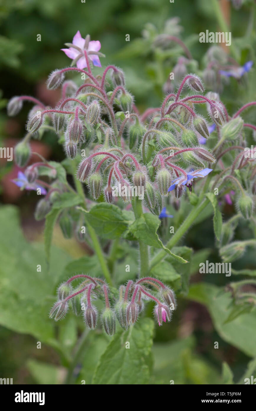 Blossoms of Borage, Borago officinalis, also known as a starflower, is