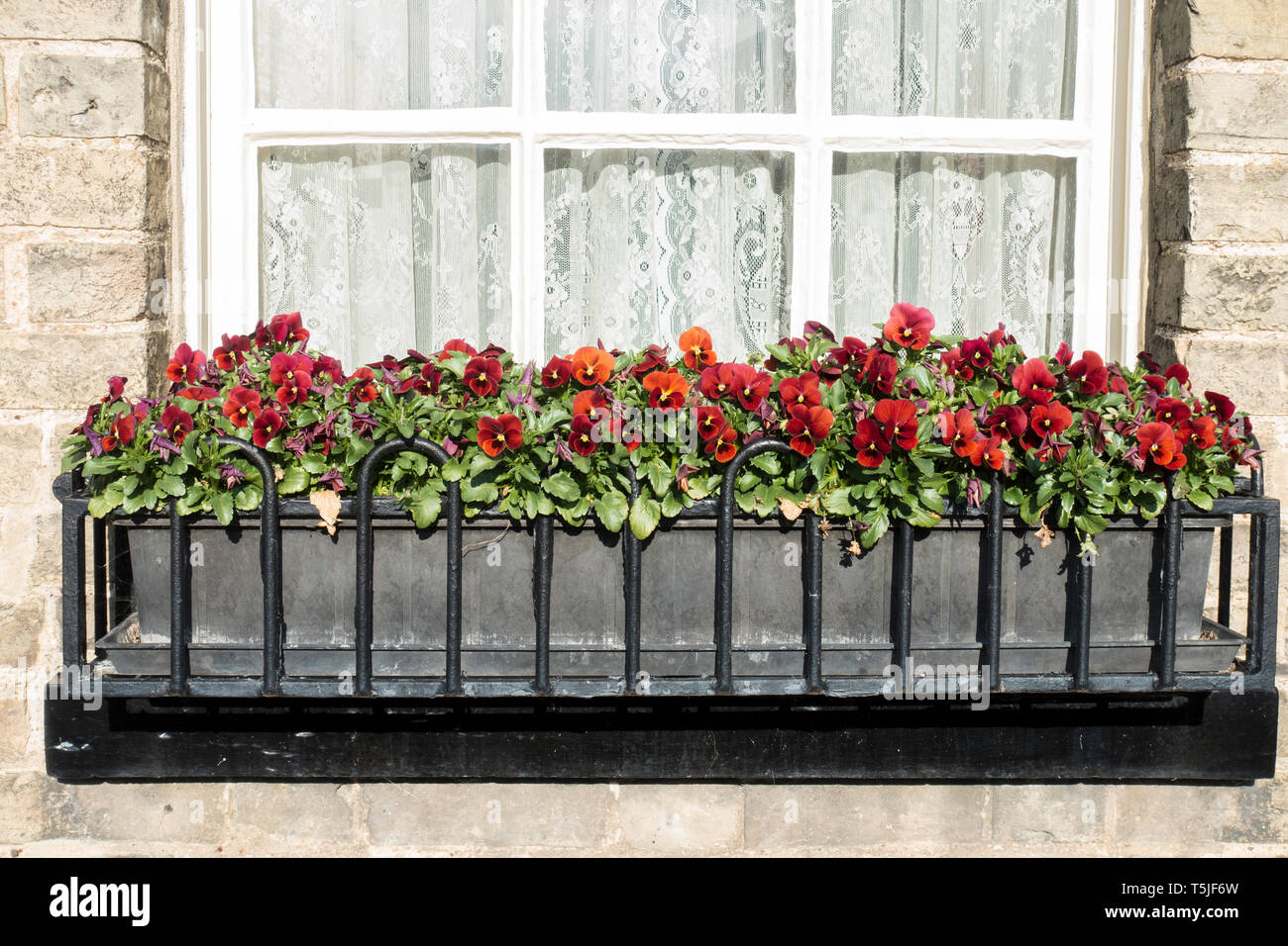 Red blotch violas in window box Stock Photo Alamy