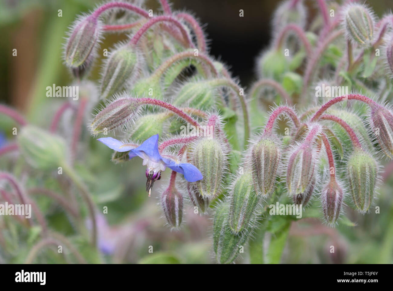 Blossoms of Borage, Borago officinalis, also known as a starflower, is an annual herb in the flowering plant family Boraginaceae Stock Photo
