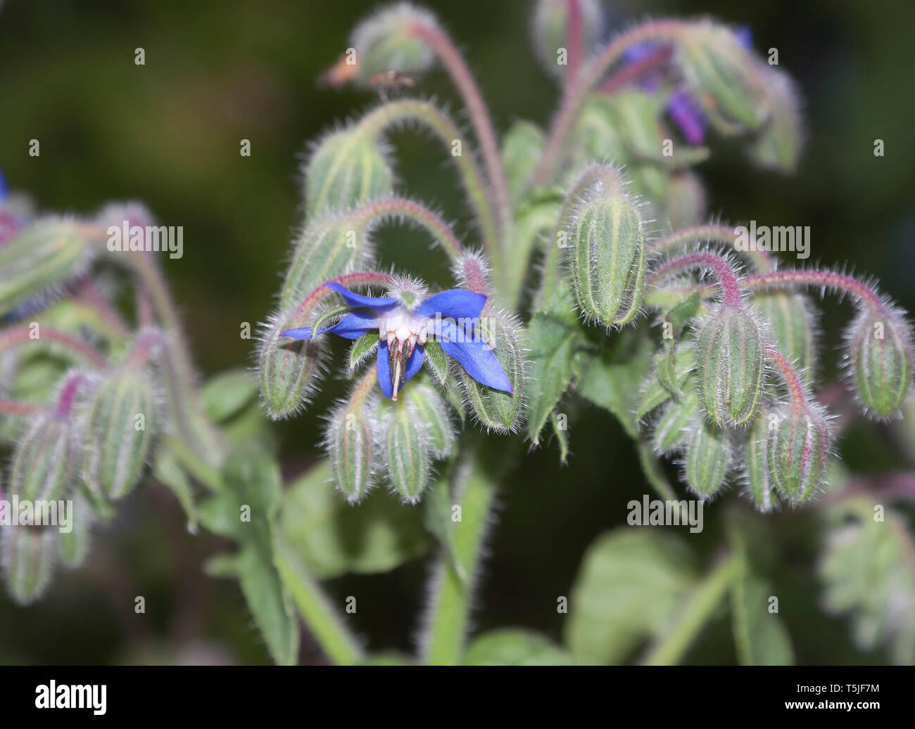 Blossoms of Borage, Borago officinalis, also known as a starflower, is an annual herb in the
