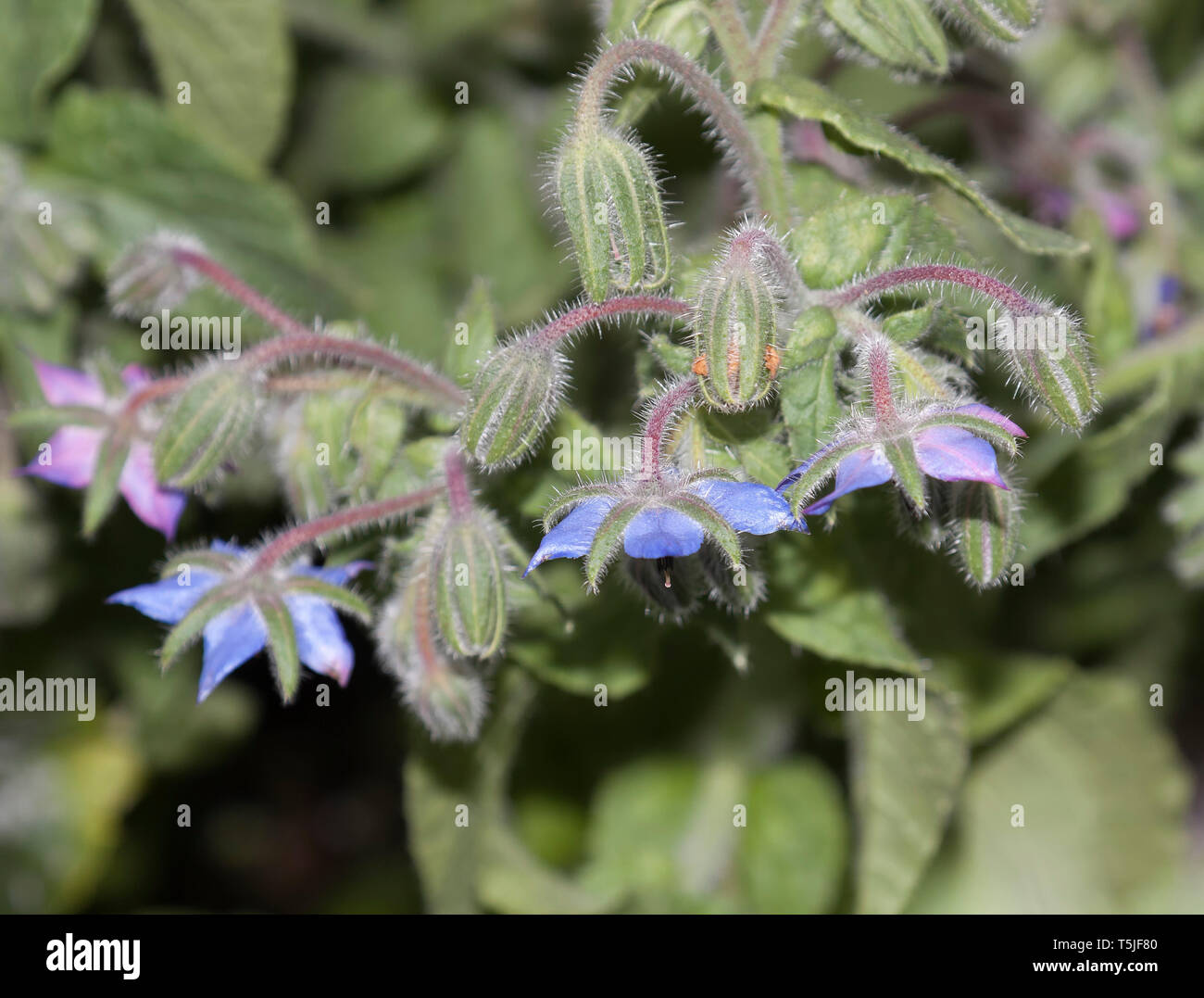 Blossoms of Borage, Borago officinalis, also known as a starflower, is an annual herb in the flowering plant family Boraginaceae Stock Photo
