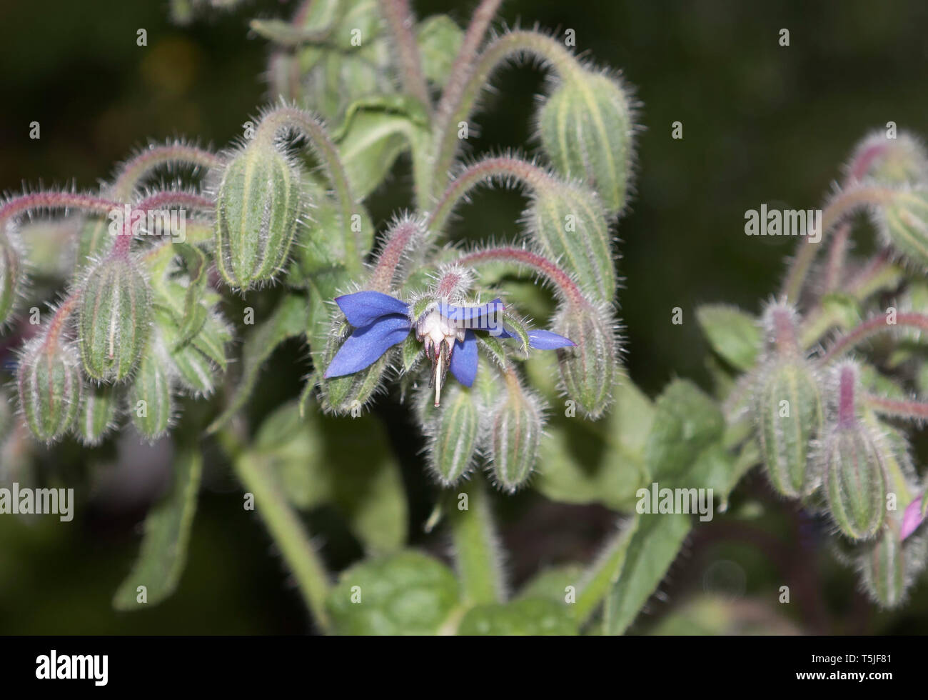 Blossoms of Borage, Borago officinalis, also known as a starflower, is an annual herb in the