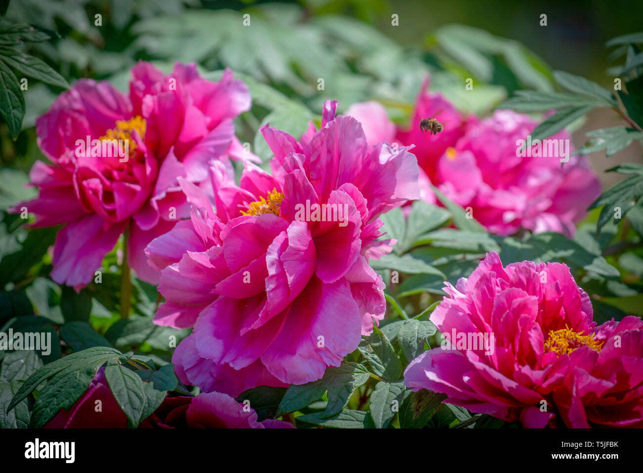 A bee flies near blooming peony plants at the U.S. National Arboretum in Washington, DC, April 23, 2019. Stock Photo