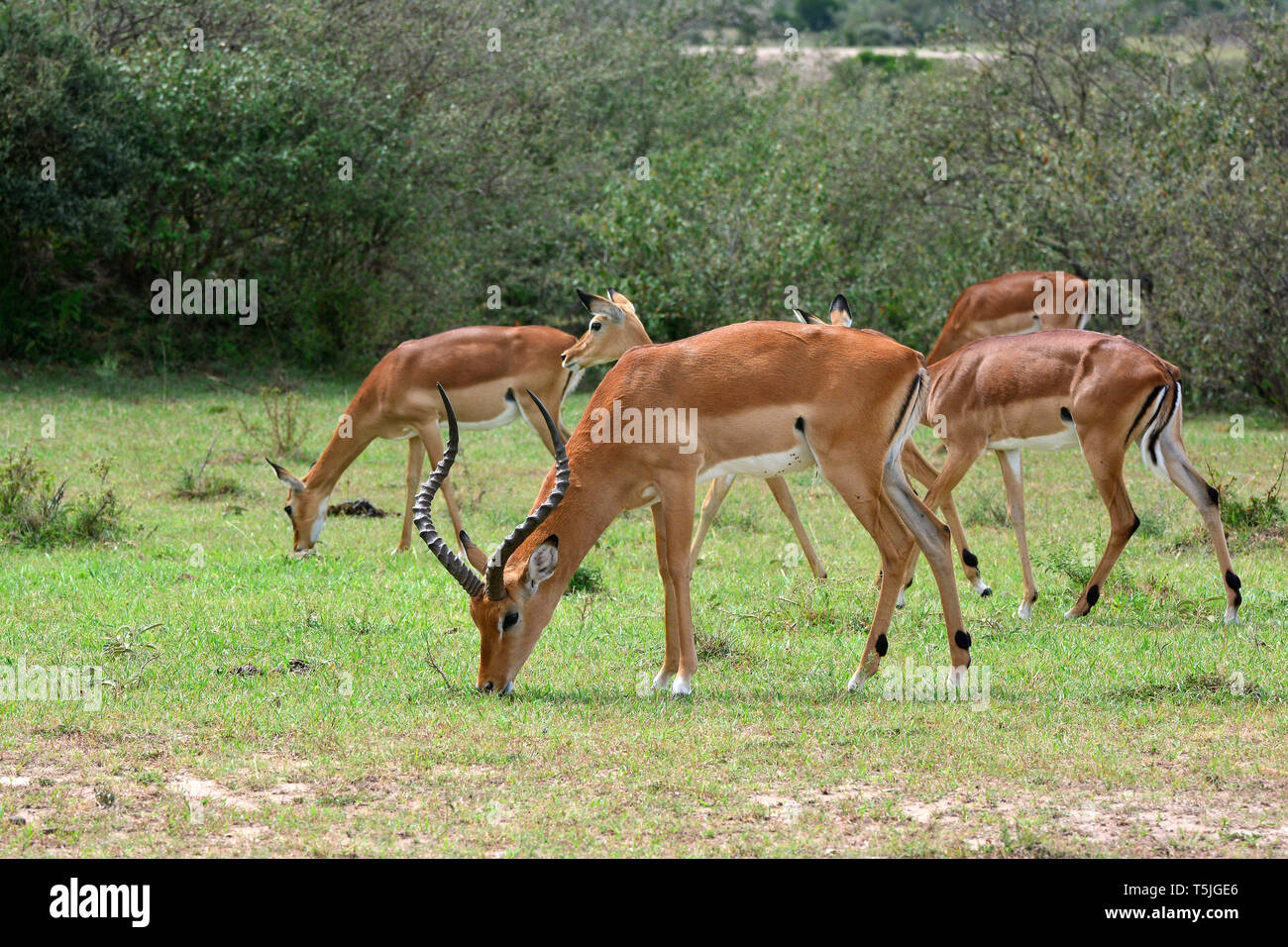 Aepyceros melampus, impala or rooibok, Impalas, Schwarzfersenantilope ...
