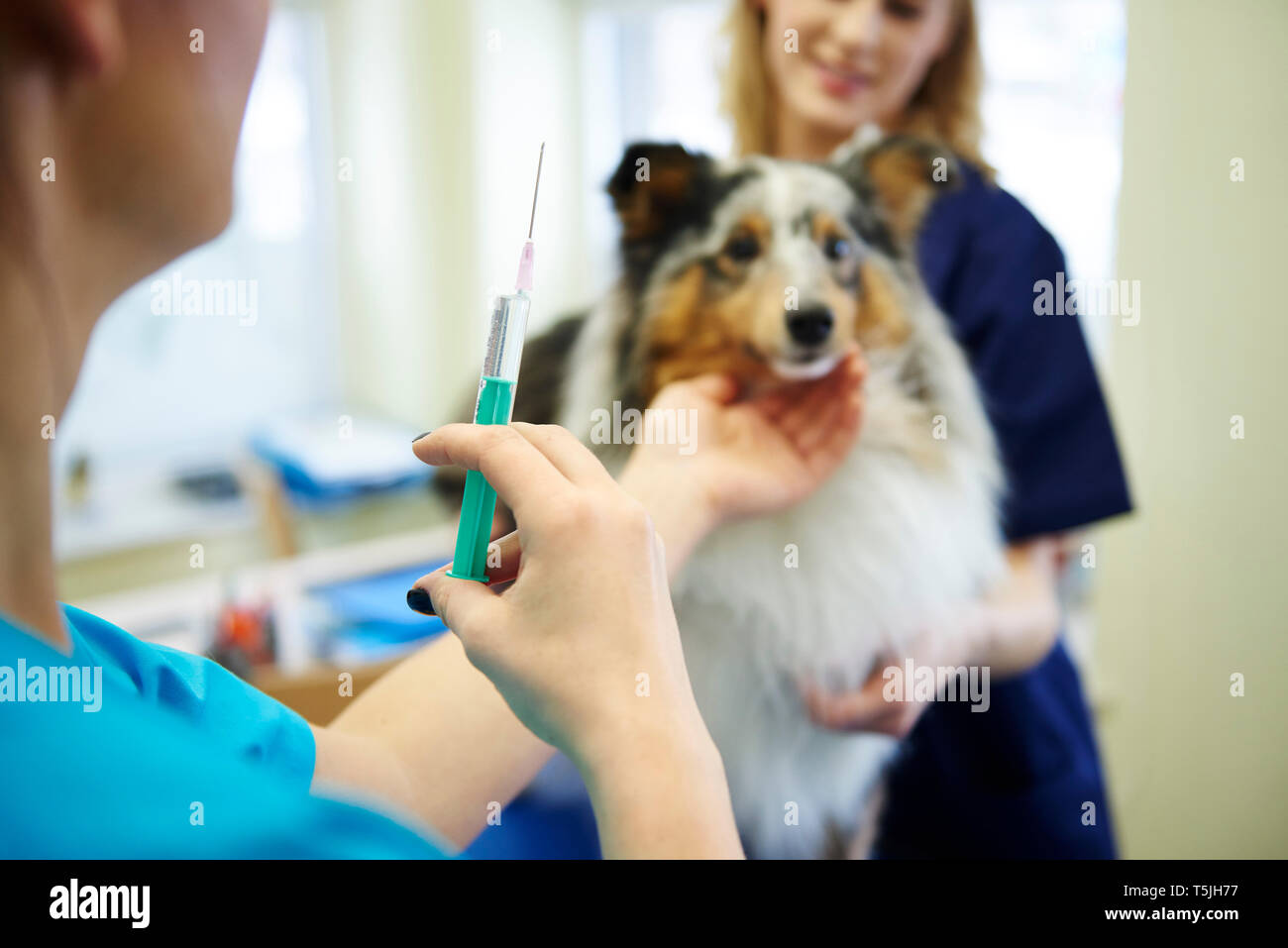 Dog receiving an injection in veterinary surgery Stock Photo Alamy