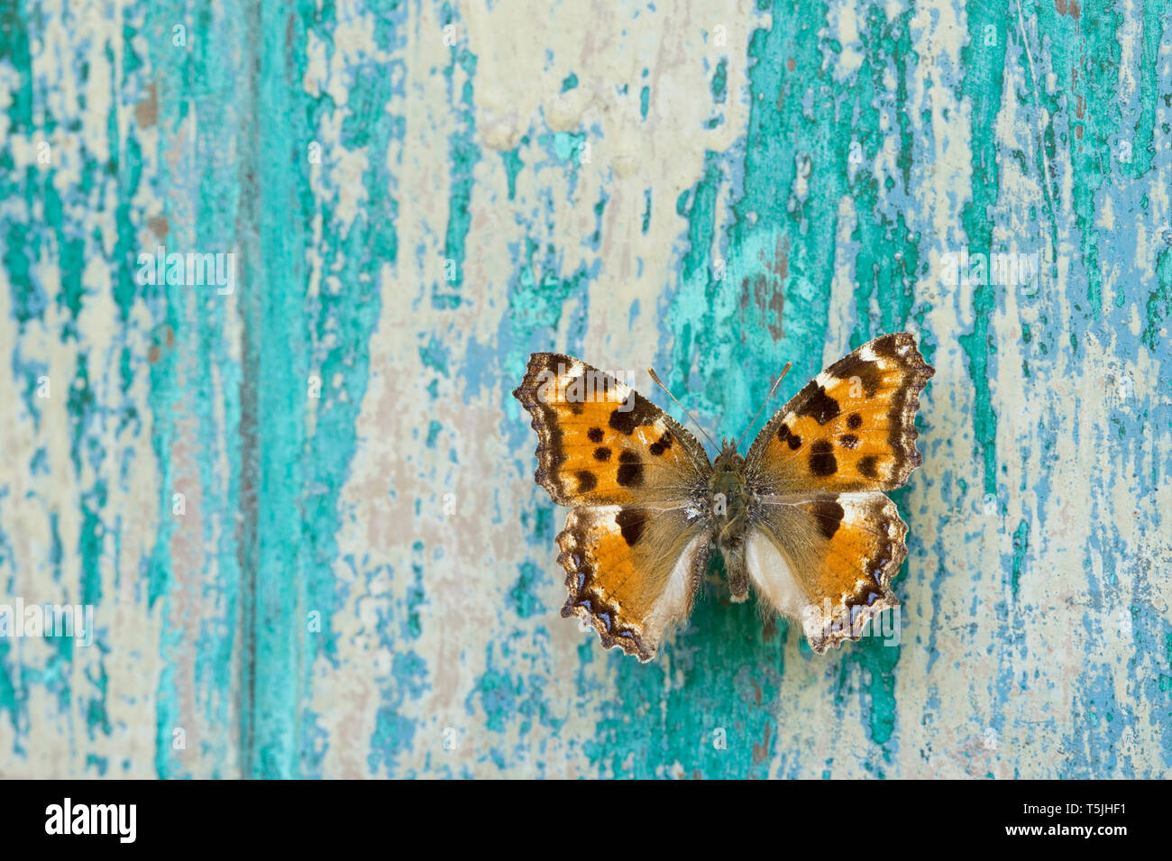Butterfly on flaking turquoise wood Stock Photo