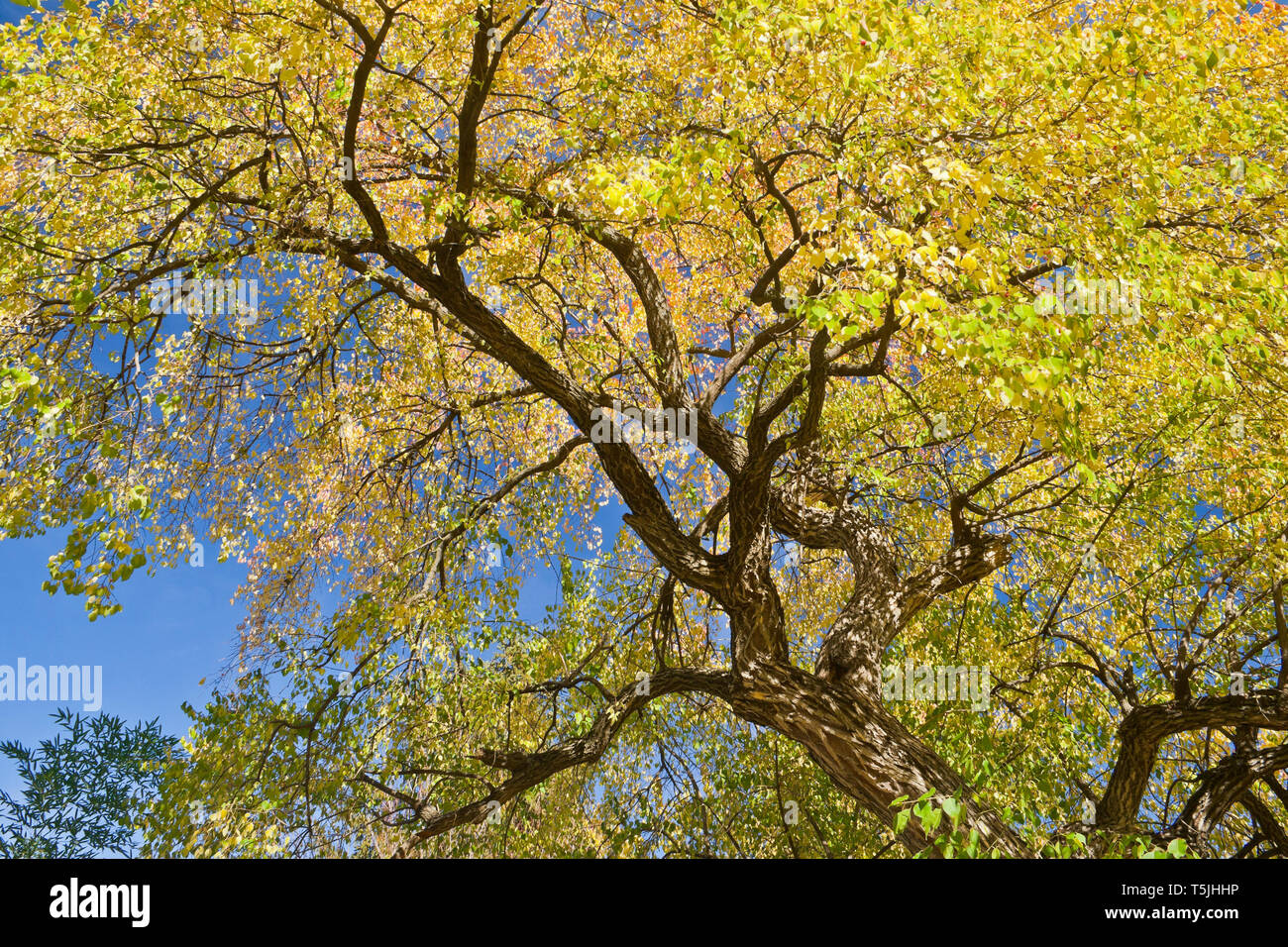 Looking up at a spindletree with delicate autumn foliage surrounding the branches. Stock Photo