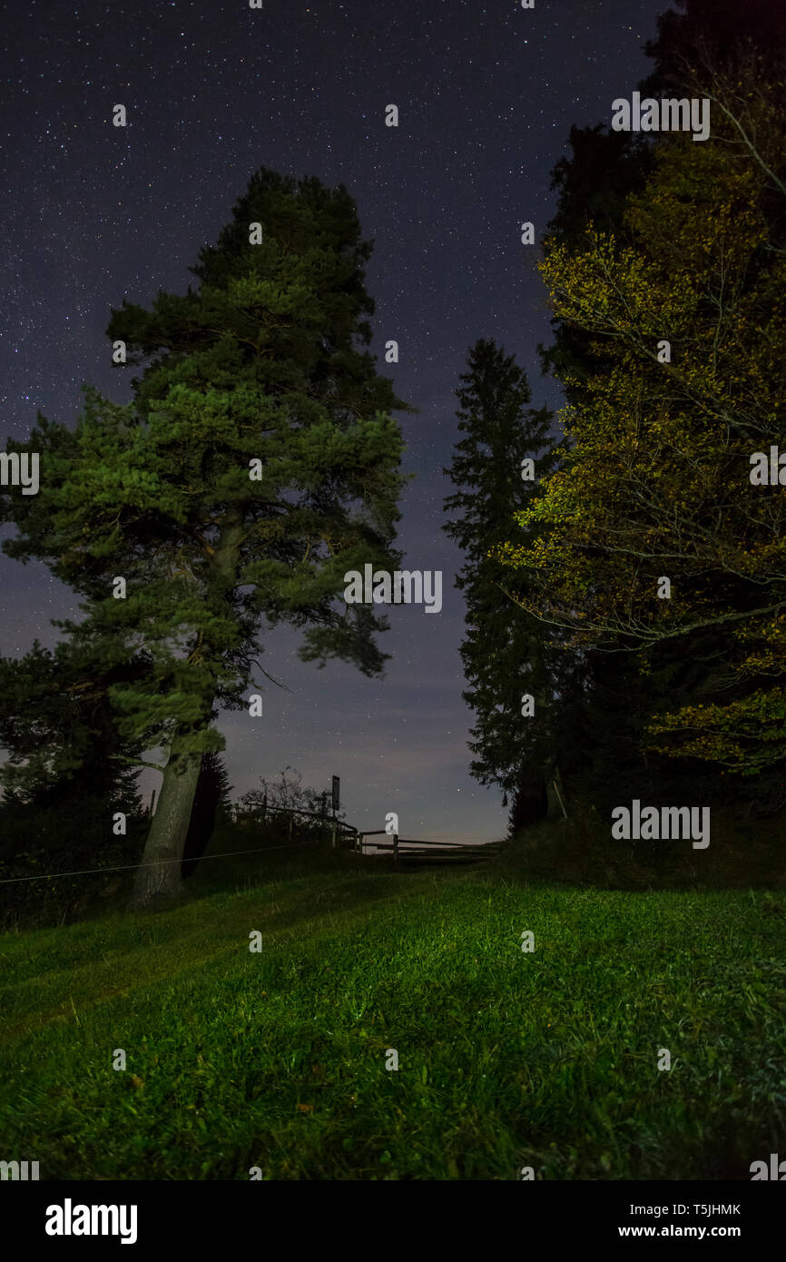 Night sky under trees hi-res stock photography and images - Alamy