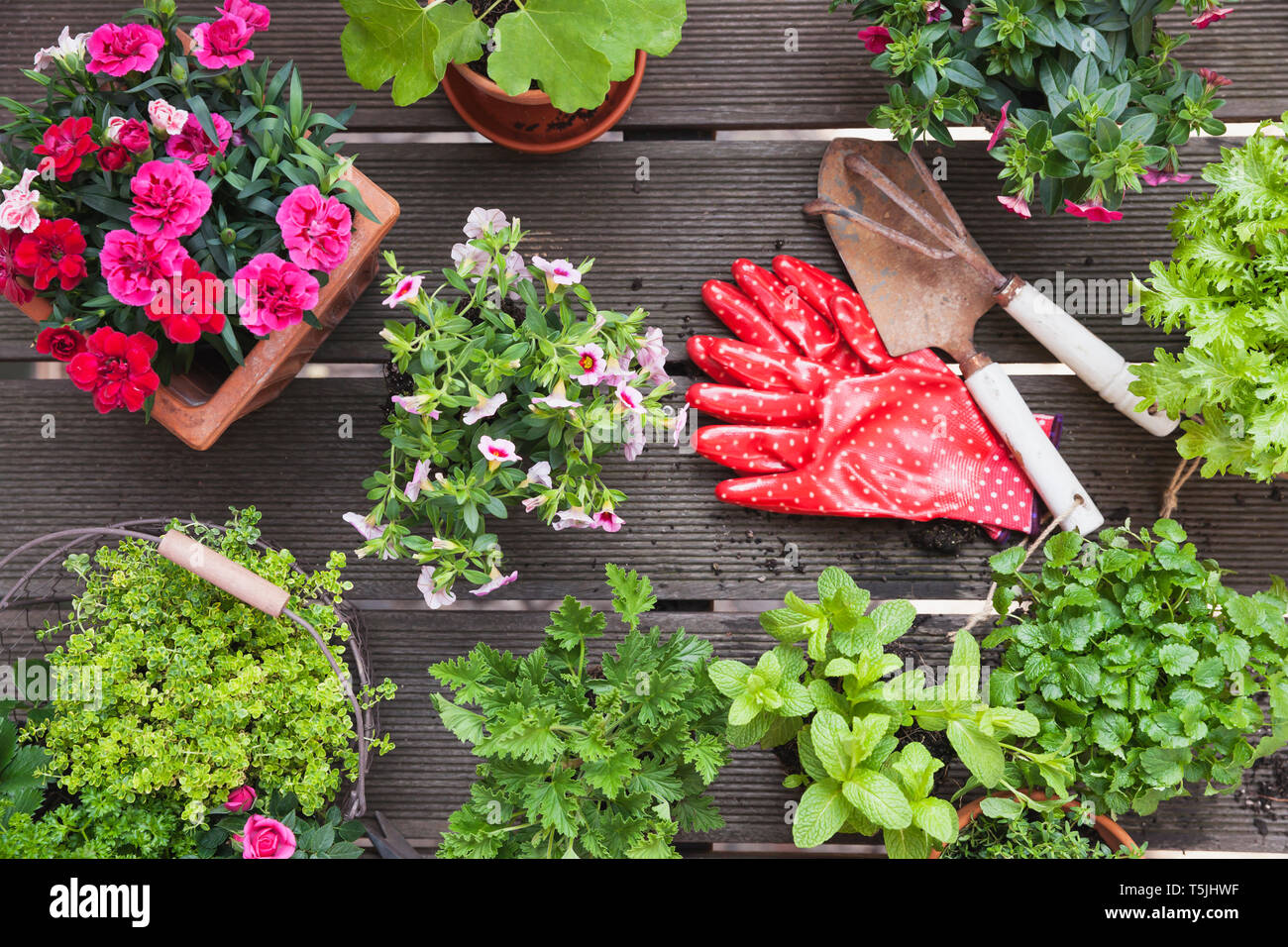 Planting herbs and flowers for indoor farming on a balcony Stock Photo