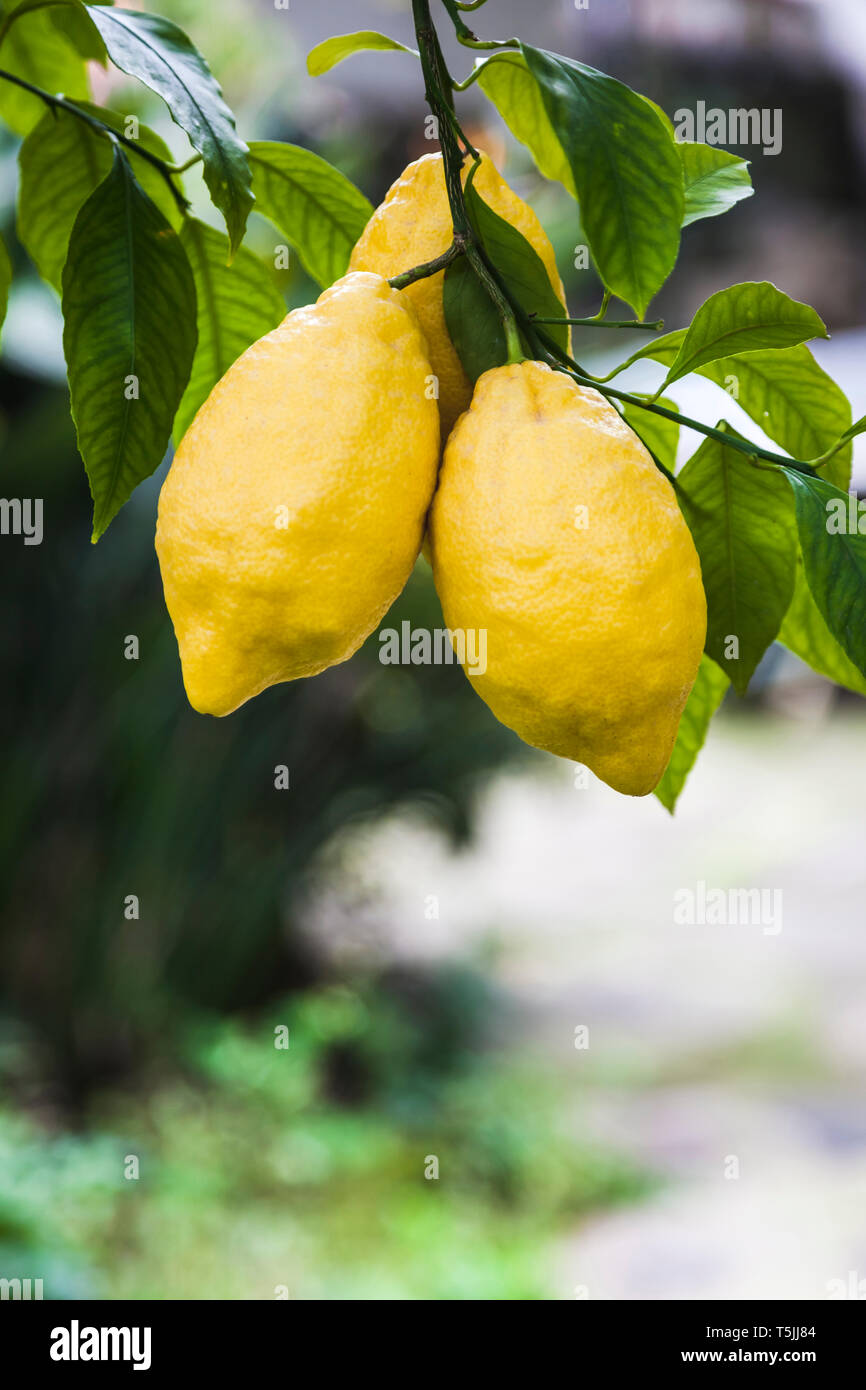Lemons growing on tree, Italy Stock Photo