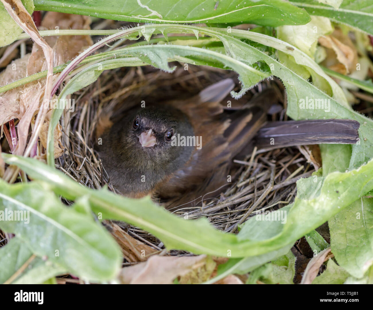 Dark-eyed Junco (Junco hyemalis) adult female nesting on eggs. Stock Photo