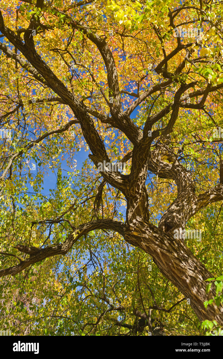 Looking up at a spindletree with delicate autumn foliage surrounding the branches. Stock Photo