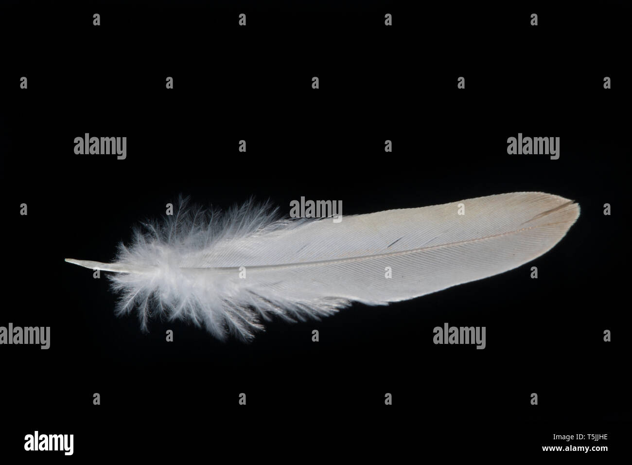 Fluffy white bird and feathers hi-res stock photography and images - Alamy