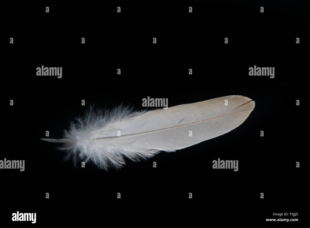 A white feather on a black background, closeup Stock Photo