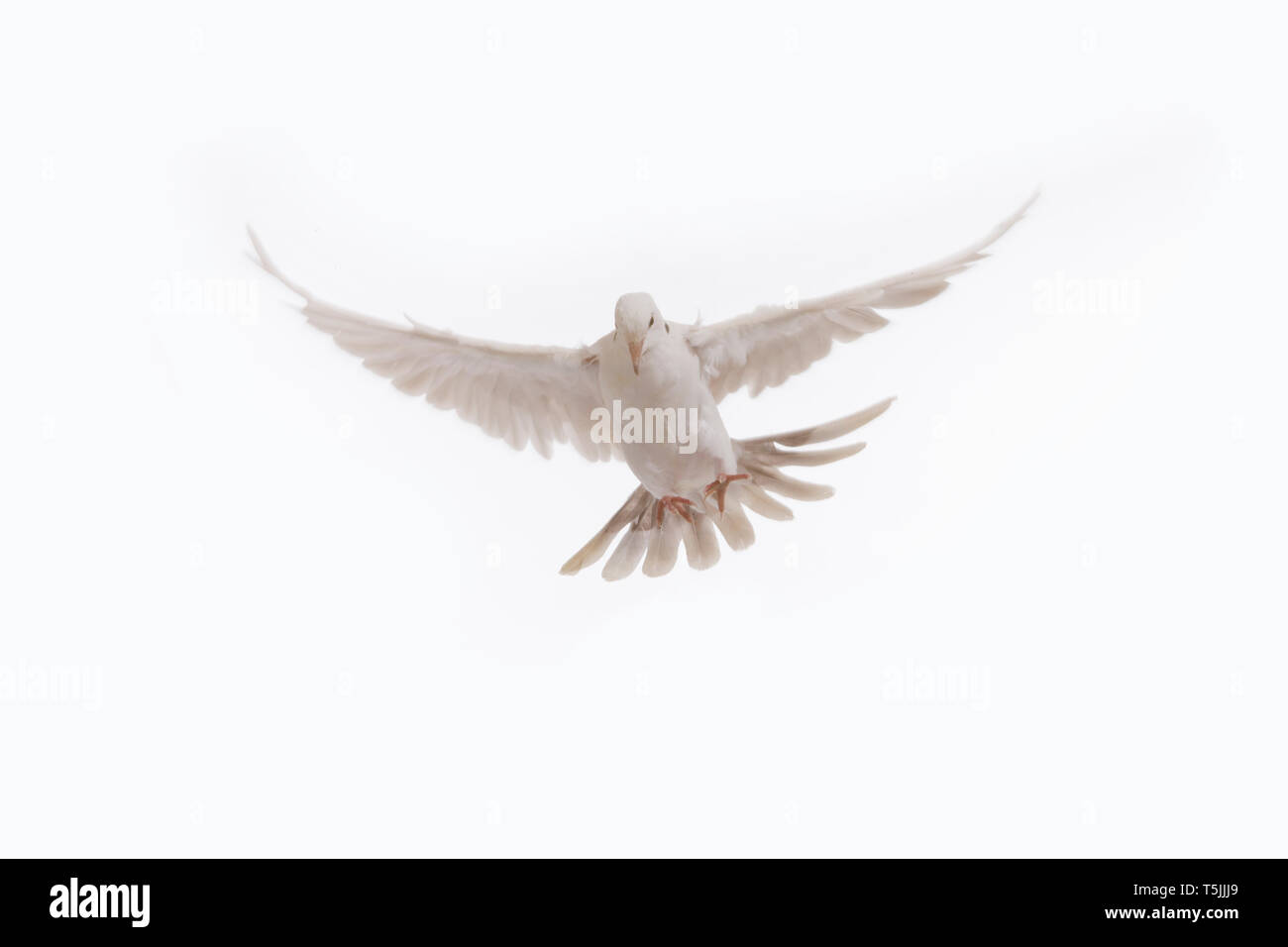 A free flying white dove isolated on a black background. Bird of peace. Pigeon mail Stock Photo