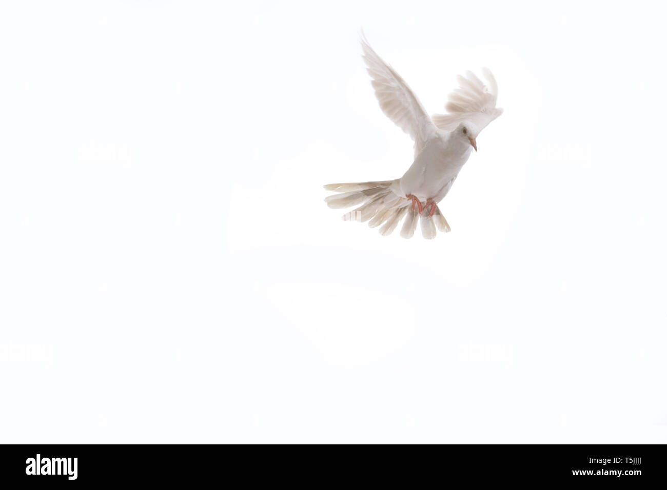 White dove in fly isolated at white background Stock Photo