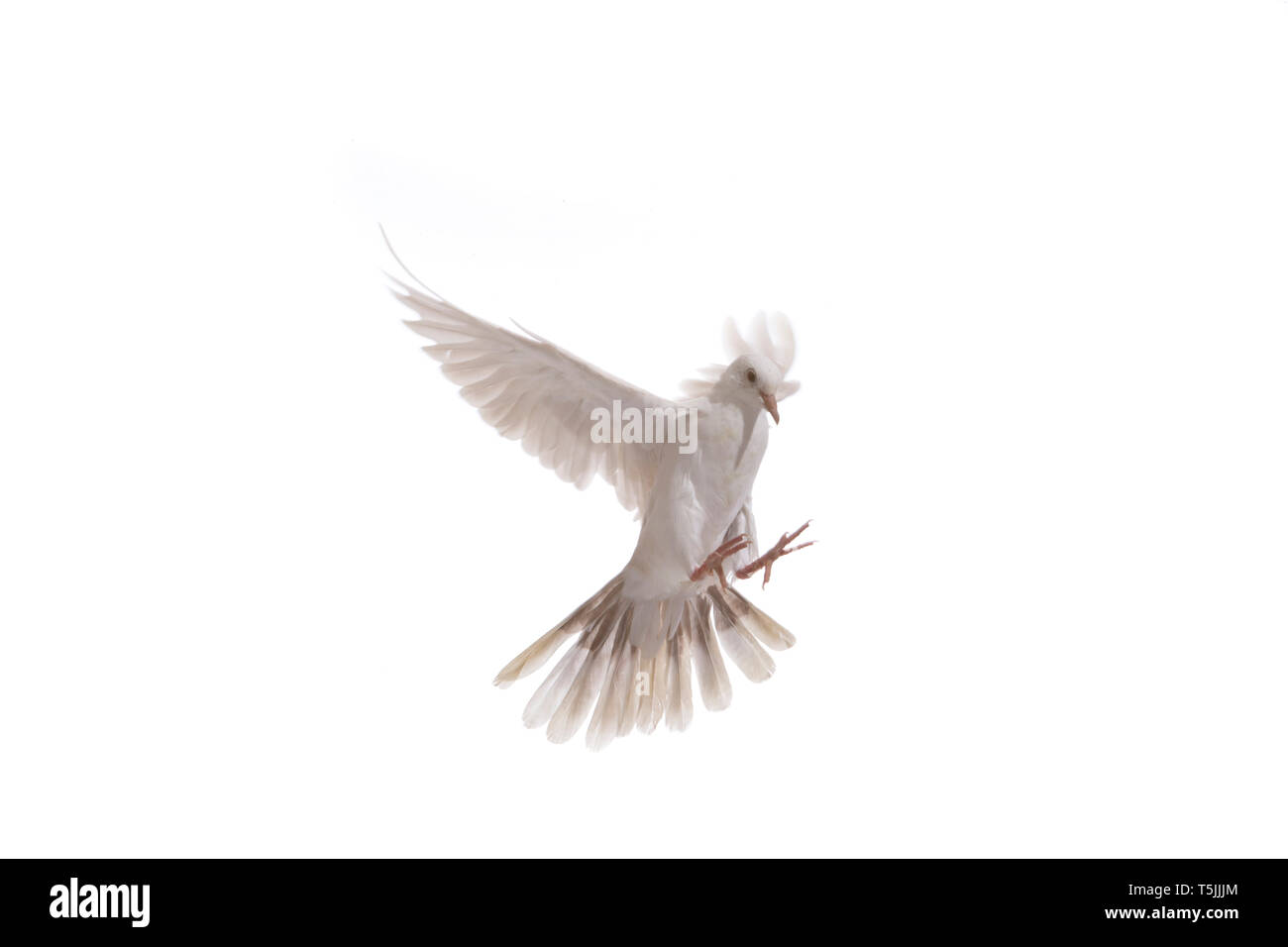 White dove in fly isolated at white background Stock Photo