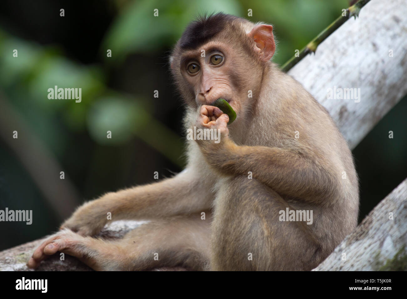 Malaysia, Borneo, Sepilok Orangutan Rehabilitation Centre, young Northern pig-tailed macaque eating leaf Stock Photo