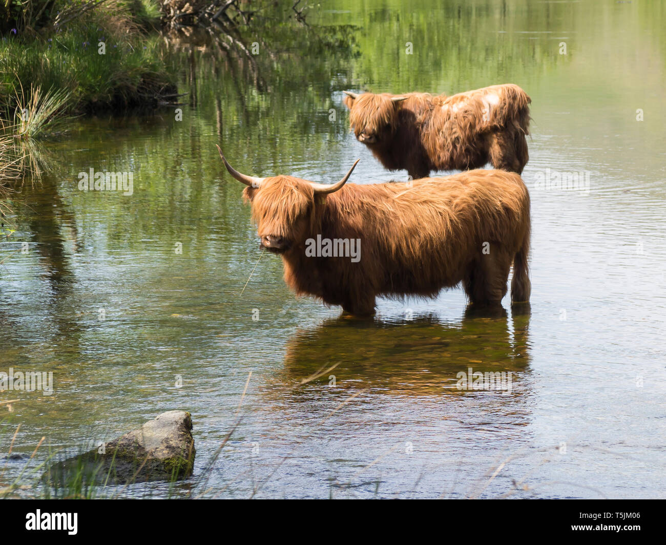 Great Britain, Scotland, Knoydart, highland cattles bathing Stock Photo
