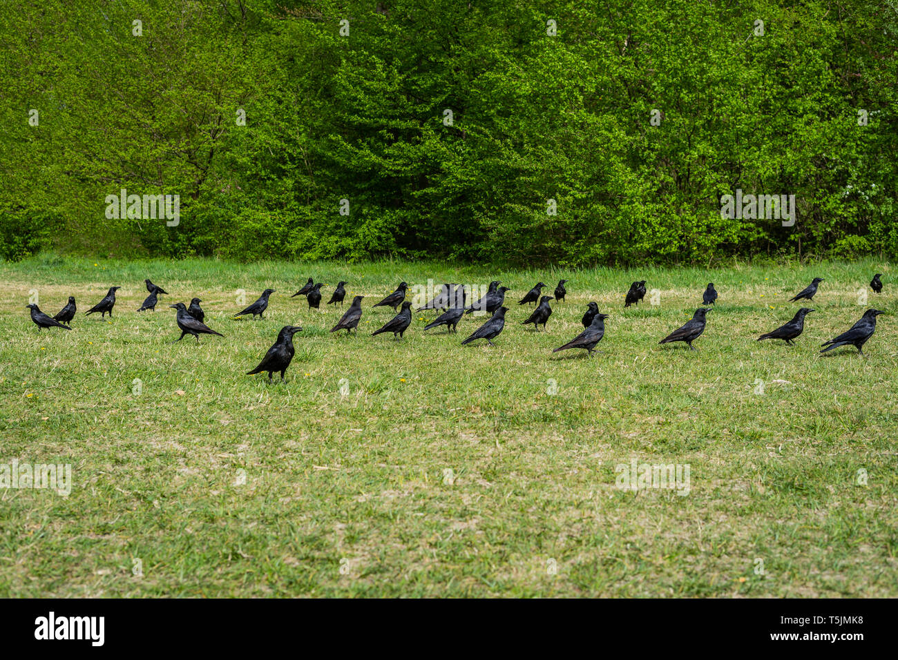 Group of crows hires stock photography and images Alamy