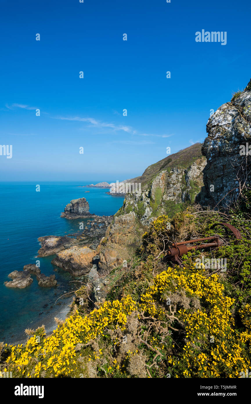 United Kingdom, Channel islands, blooming gorse over the east coast of Sark Stock Photo