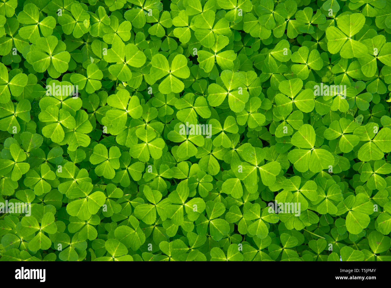 Close up of a texture of green clover. Clover background Stock Photo