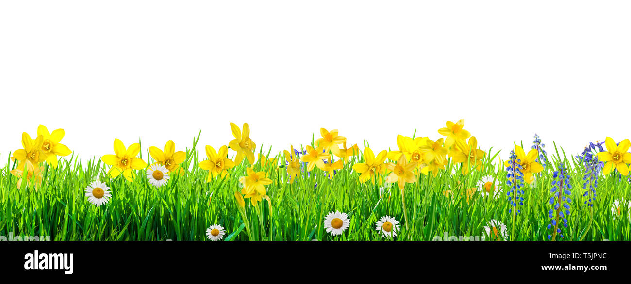 spring flowers and green grass isolated on white background Stock Photo ...