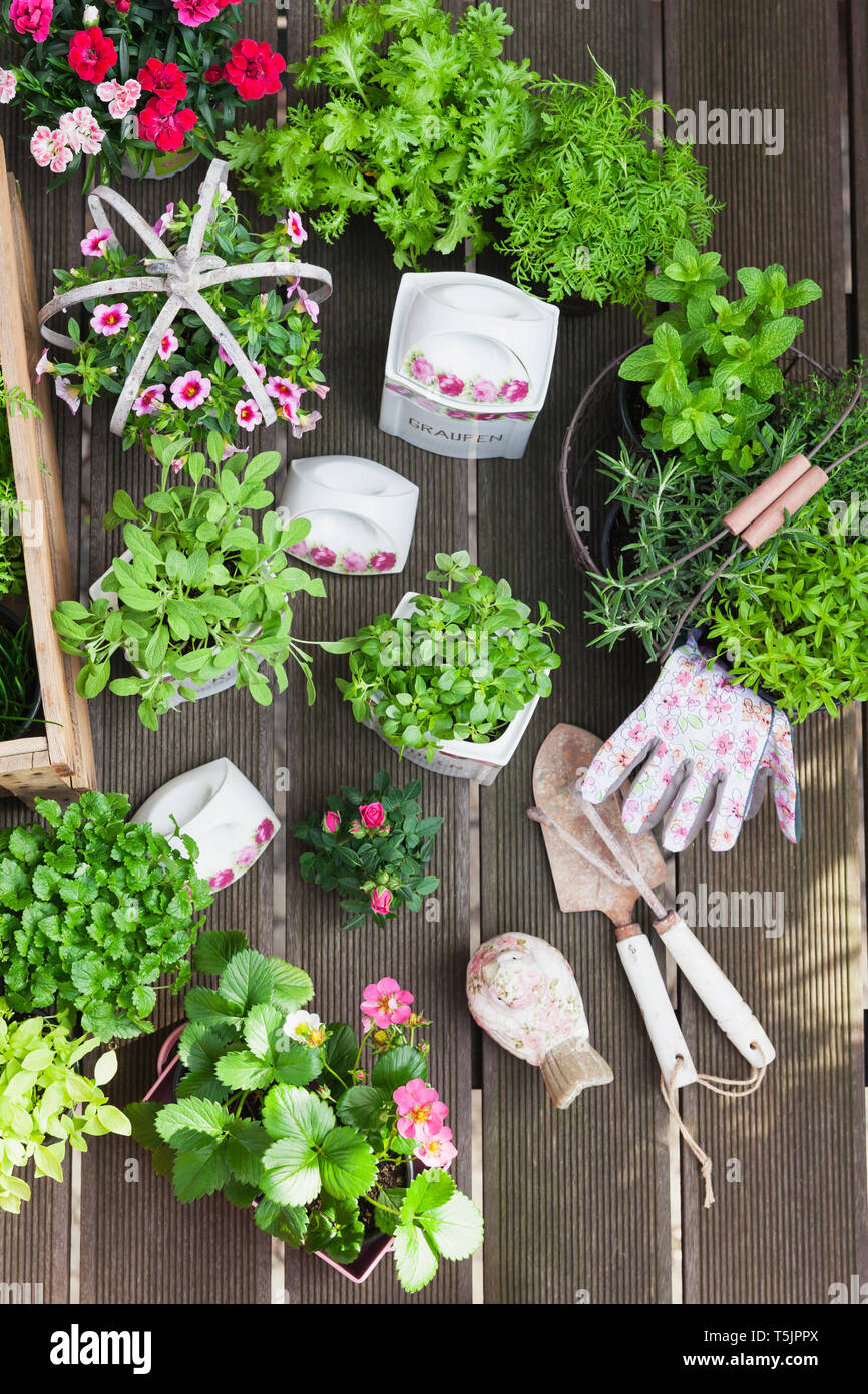 Planting herbs and flowers in to vintage storage pots for indoor farming Stock Photo