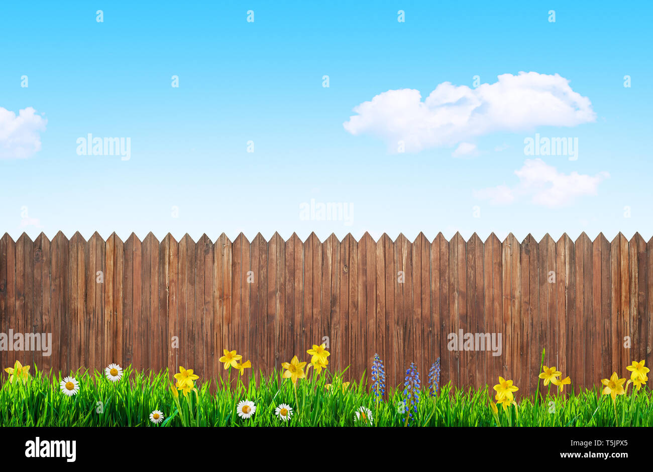 spring flowers and wooden garden fence background Stock Photo