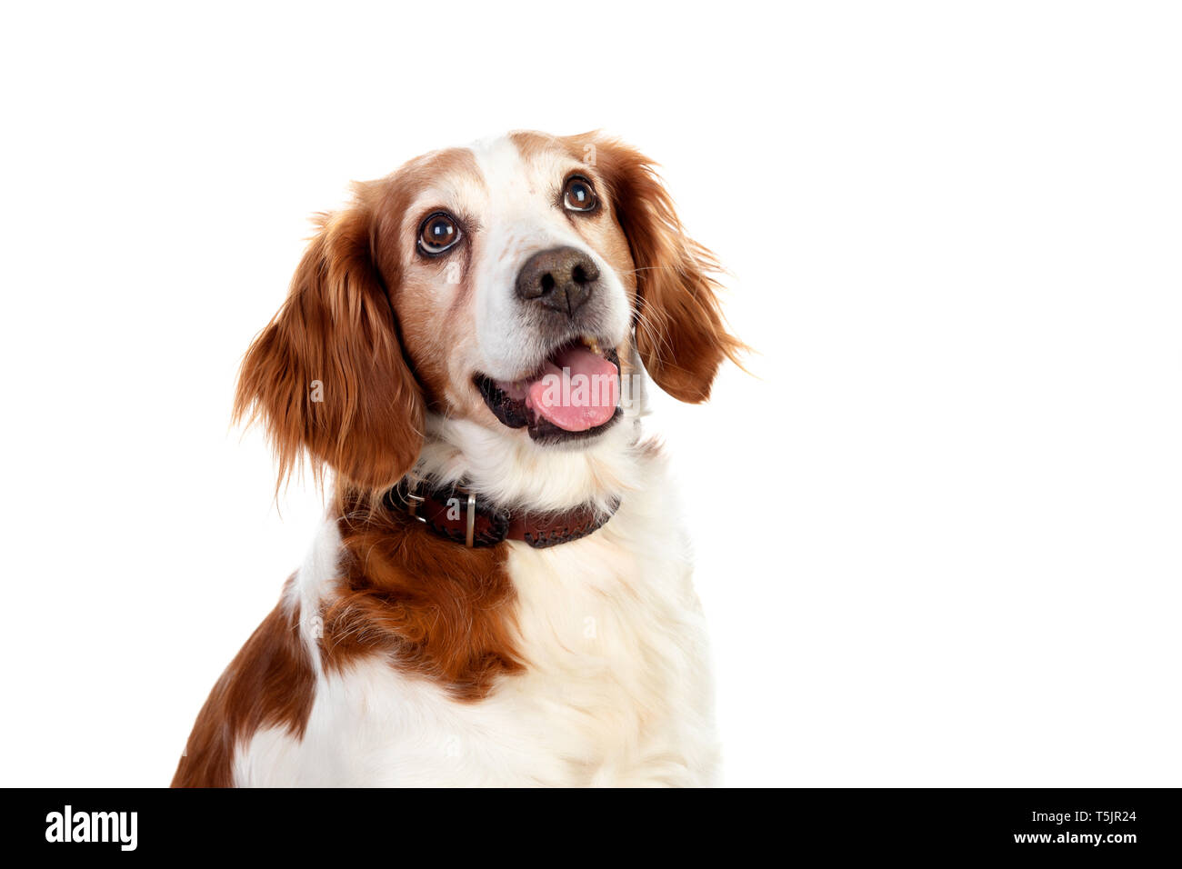 Beautiful portraits of a dog isolated on a white background Stock Photo ...